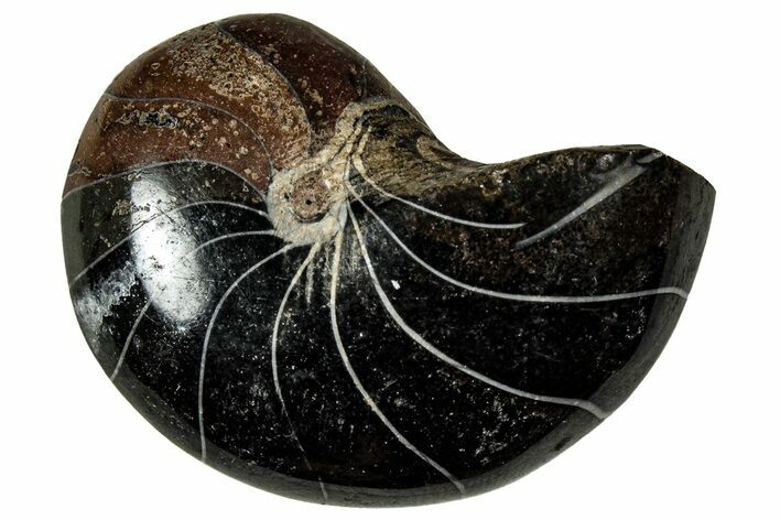Polished Fossil Nautilus (Cymatoceras) - Unusual Black Color! #329195
